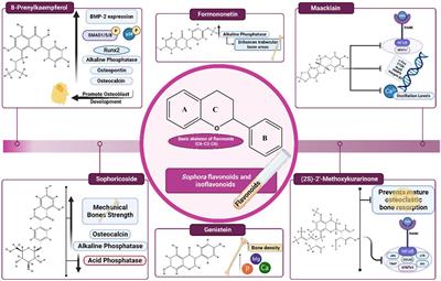 Exploring the potential role of genus Sophora in the management of osteoporosis: a phytochemical and biological review